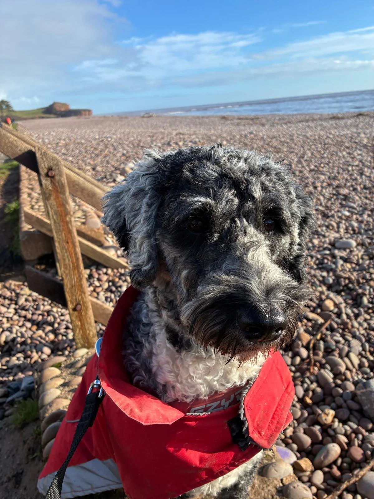 Goldendoodle puppy5.jpg