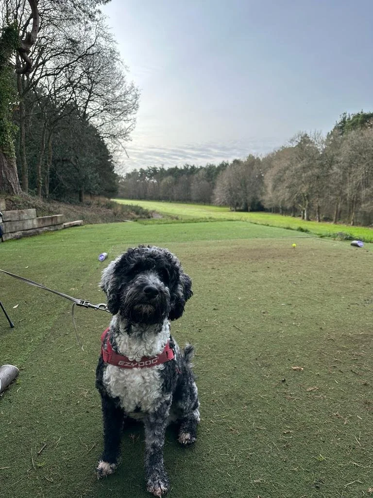 Goldendoodle puppy6.jpg