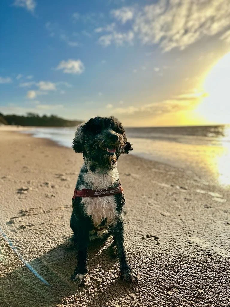 Goldendoodle puppy7.jpg