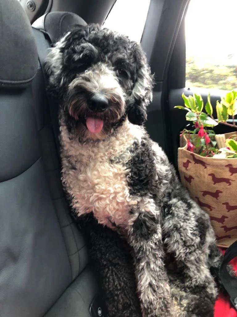 Goldendoodle puppy11.jpg