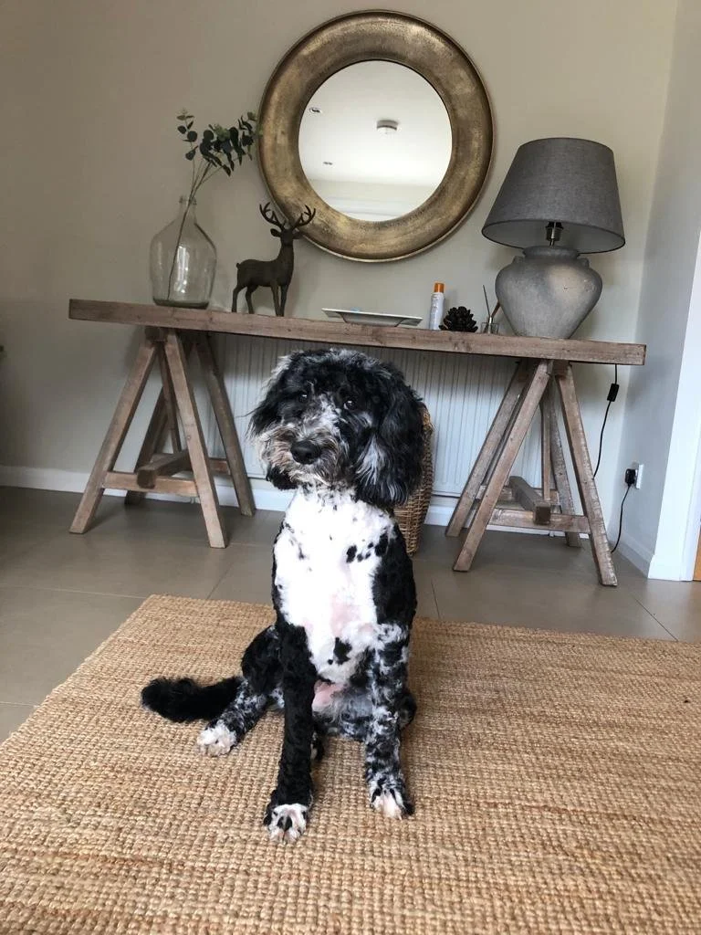 Goldendoodle puppy13.jpg