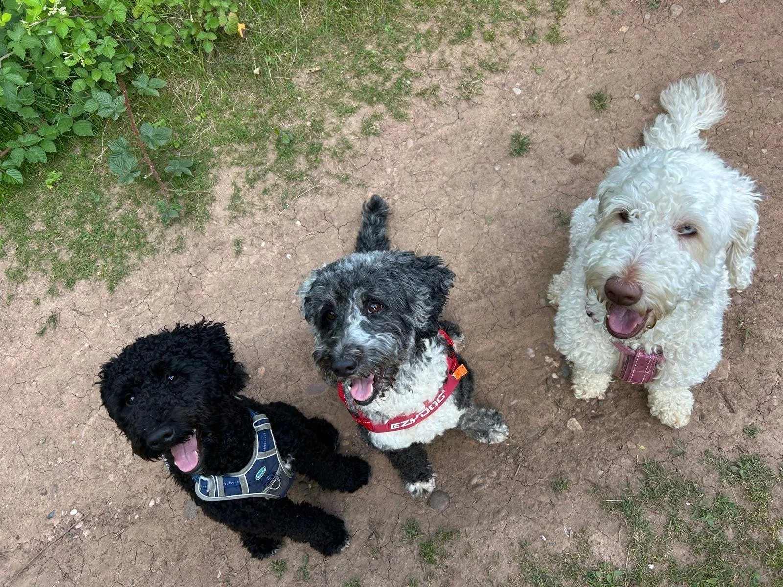 Goldendoodle puppy15.jpg