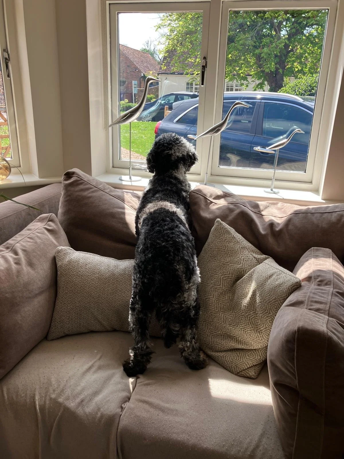 Goldendoodle puppy16.jpg