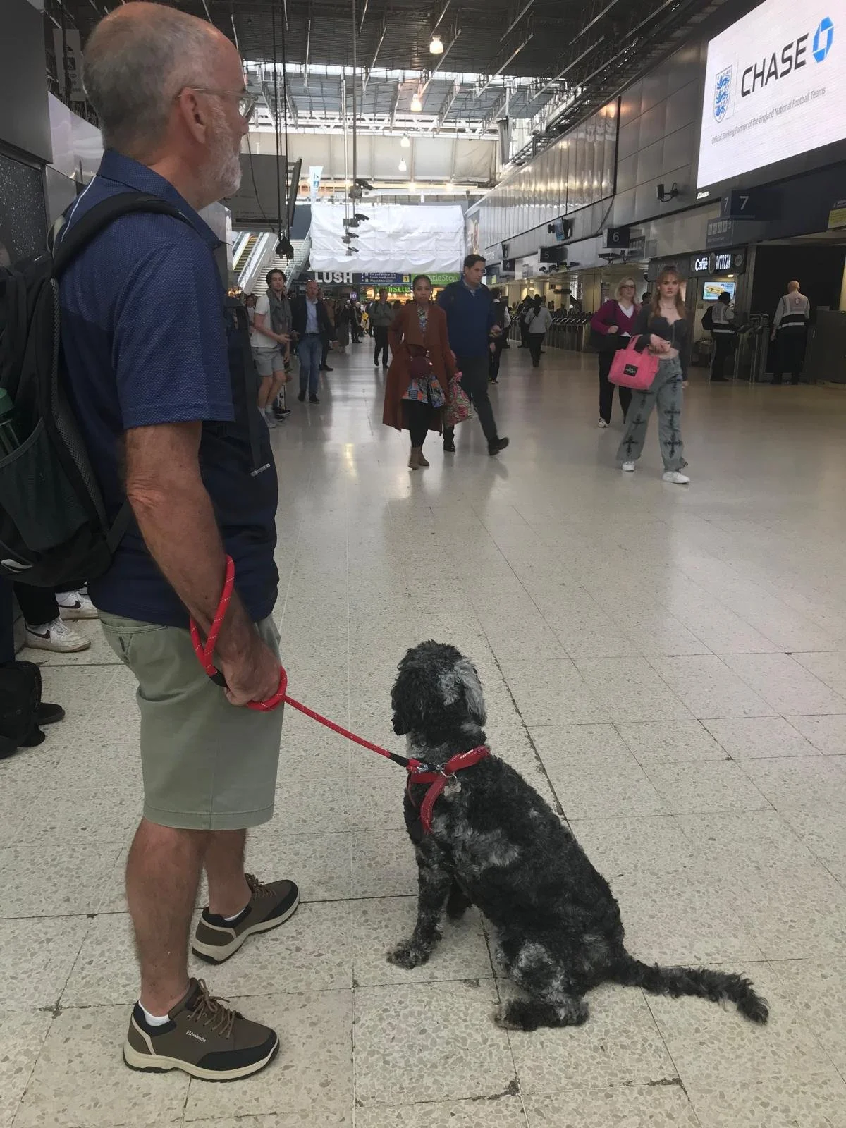 Goldendoodle puppy17.jpg