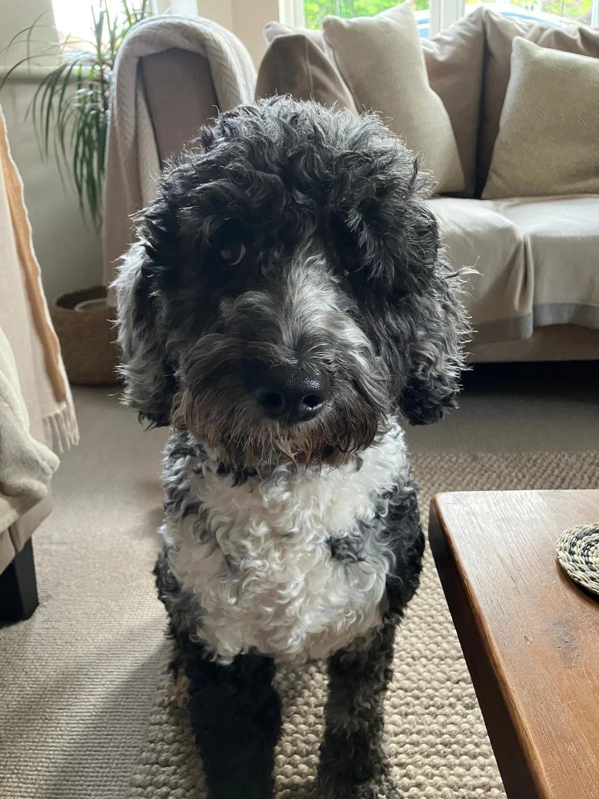 Goldendoodle puppy18.jpg