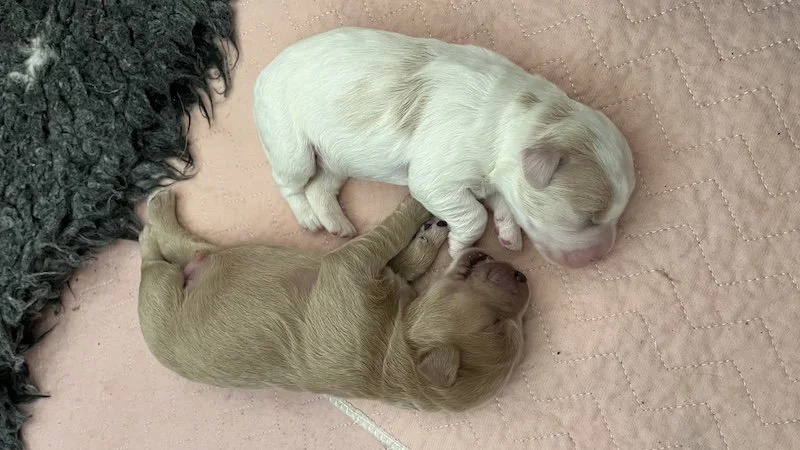 Goldendoodle puppy6.jpeg