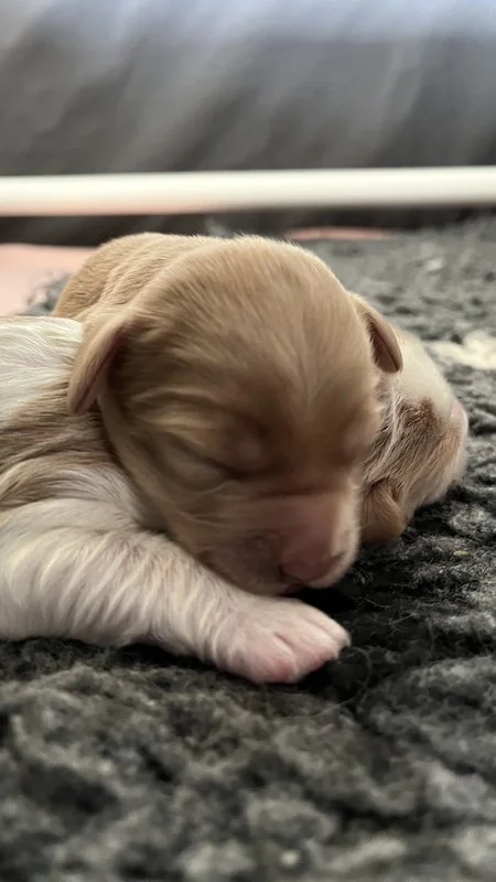 Goldendoodle puppy10.jpeg