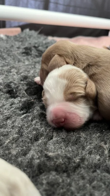 Goldendoodle puppy12.jpeg