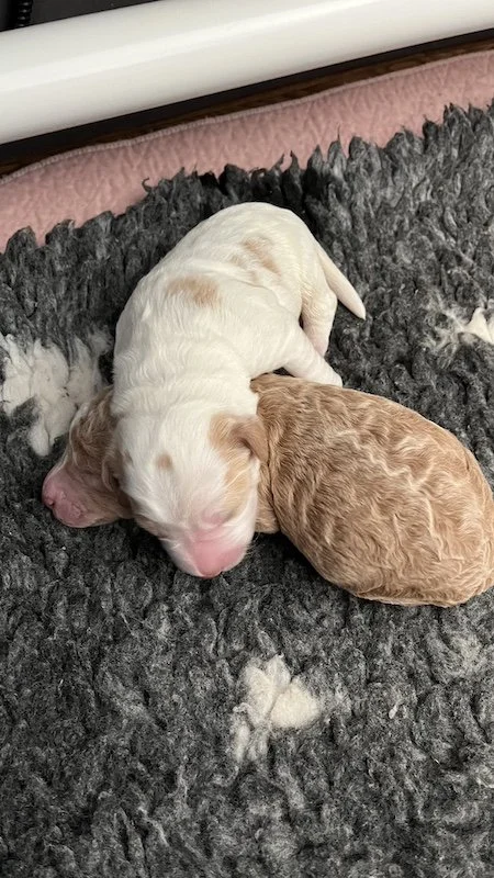 Goldendoodle puppy14.jpeg