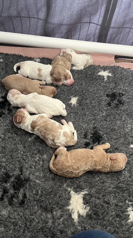 Goldendoodle puppy17.jpeg