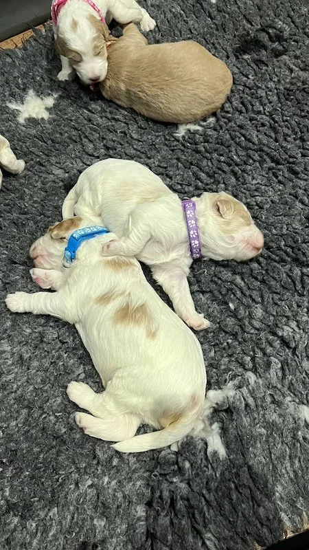 Goldendoodle puppy24.jpeg