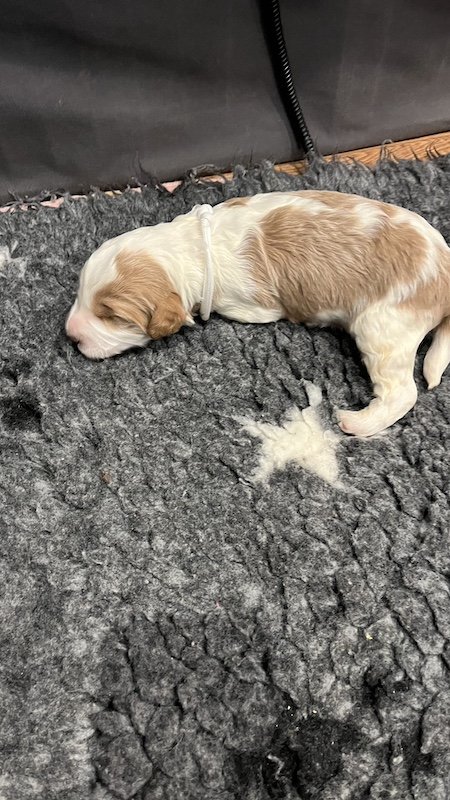 Goldendoodle puppy25.jpeg