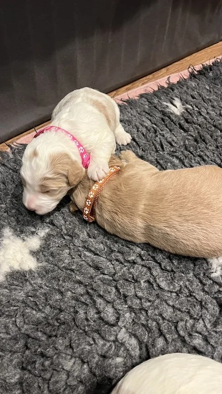 Goldendoodle puppy26.jpeg