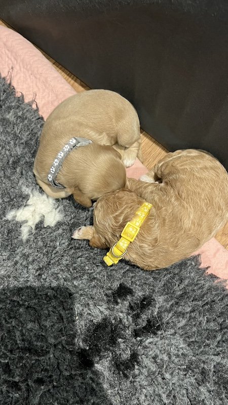 Goldendoodle puppy27.jpeg