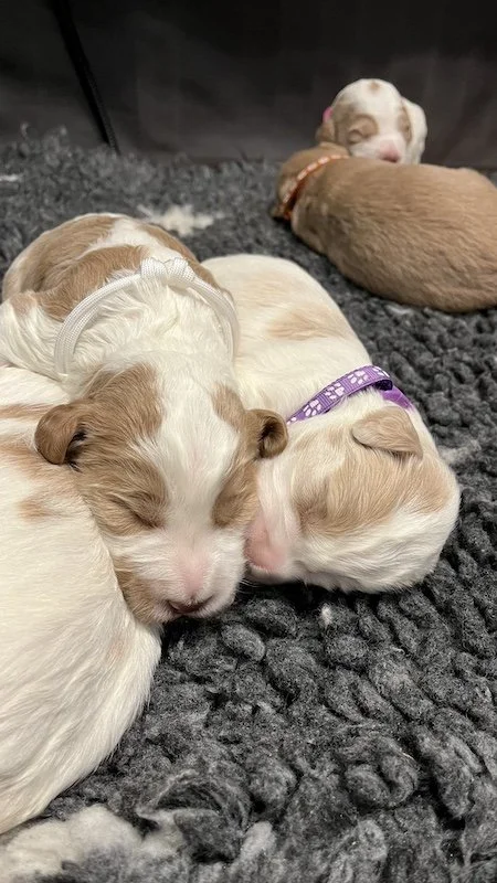 Goldendoodle puppy28.jpeg