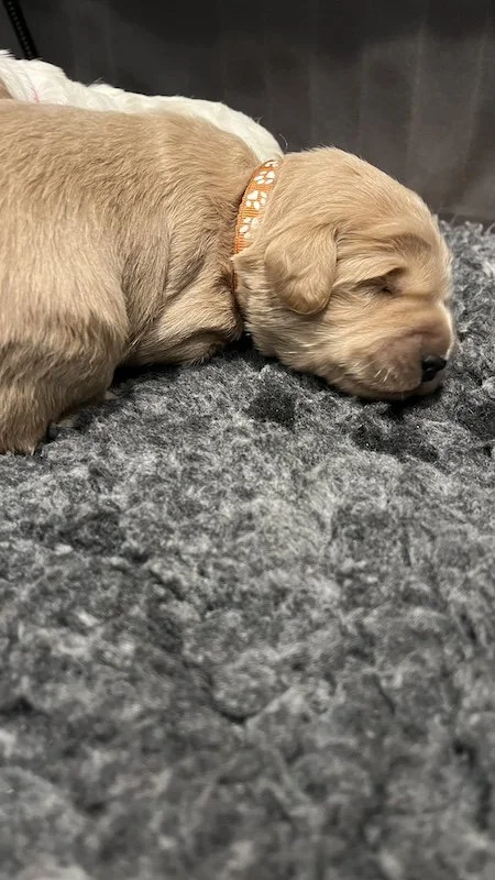 Goldendoodle puppy30.jpeg