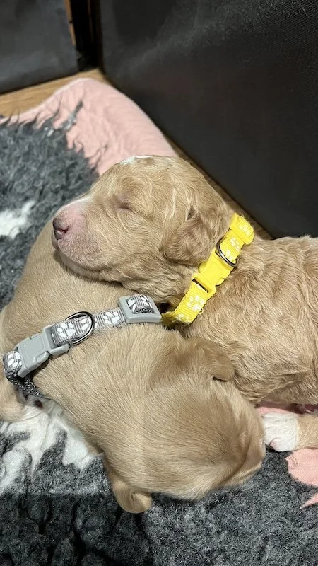 Goldendoodle puppy31.jpeg
