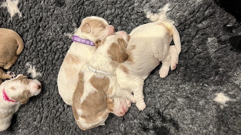 Goldendoodle puppy35.jpeg