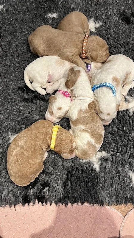 Goldendoodle puppy40.jpeg