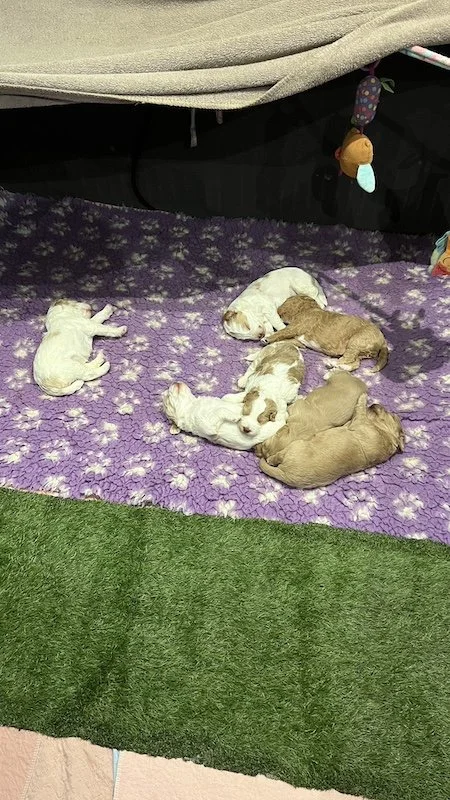 Goldendoodle puppy51.jpeg