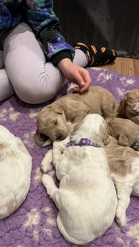 Goldendoodle puppy61.jpeg