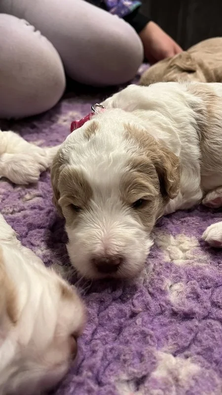 Goldendoodle puppy64.jpeg