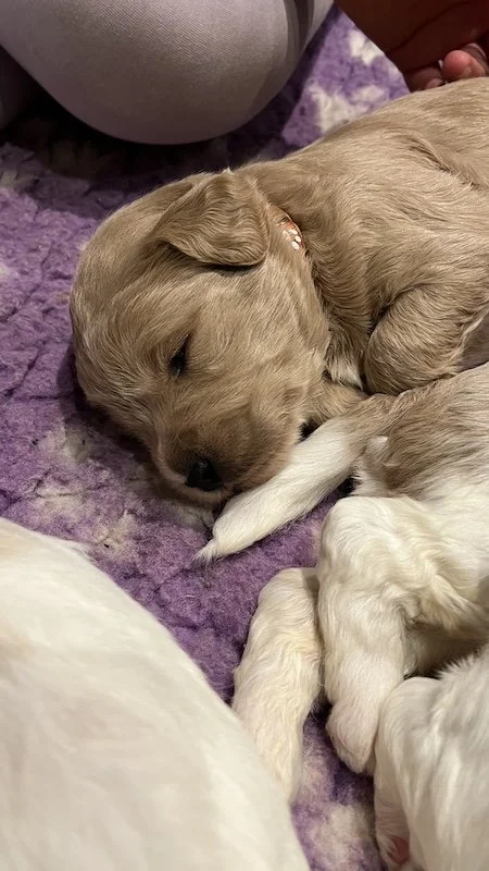 Goldendoodle puppy65.jpeg