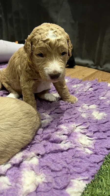 Goldendoodle puppy68.jpeg