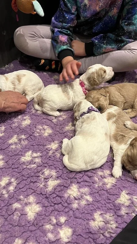 Goldendoodle puppy72.jpeg