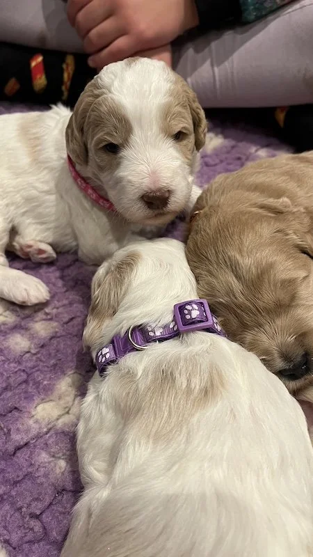 Goldendoodle puppy73.jpeg