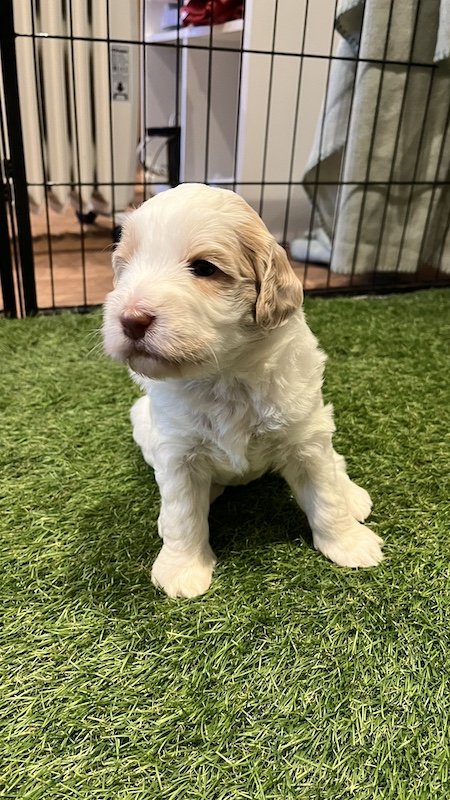 Goldendoodle puppy77.jpeg