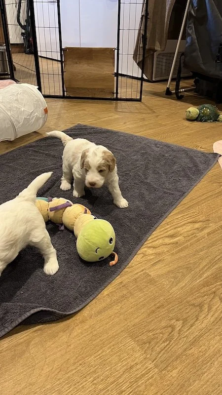 Goldendoodle puppy80.jpeg