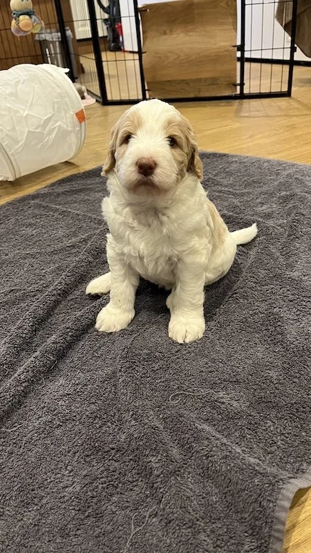 Goldendoodle puppy81-Rebecca’s MacBook Pro.jpeg