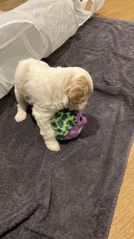 Goldendoodle puppy83.jpeg