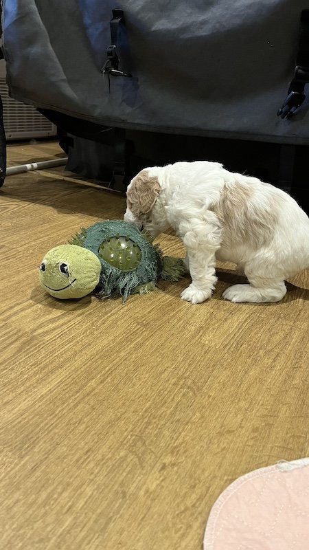 Goldendoodle puppy84.jpeg