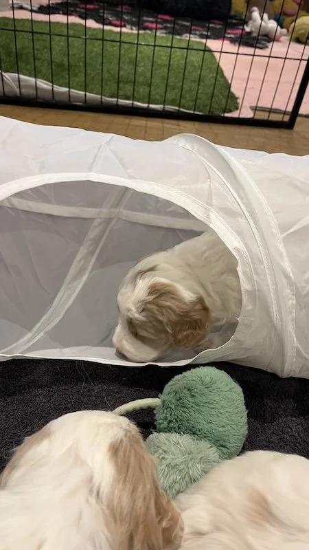 Goldendoodle puppy88.jpeg