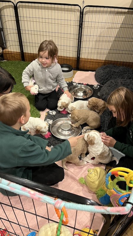 Goldendoodle puppy99.jpeg