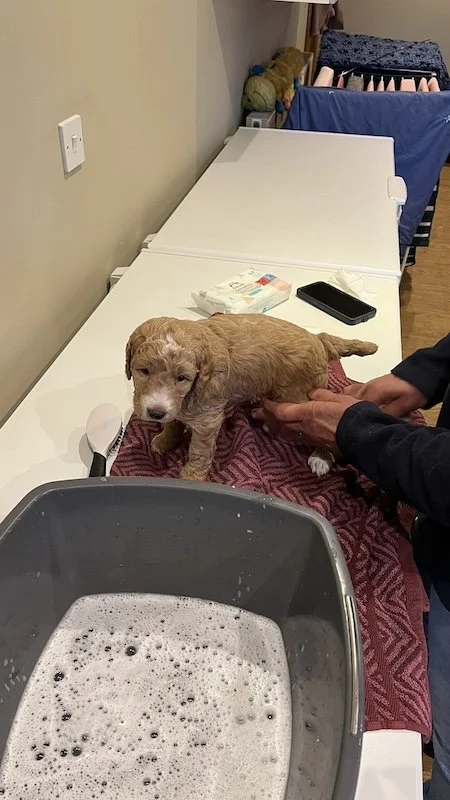 Goldendoodle puppy121.jpeg