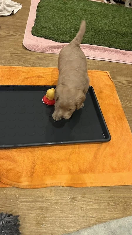 Goldendoodle puppy125.jpeg