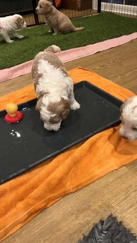 Goldendoodle puppy126.jpeg