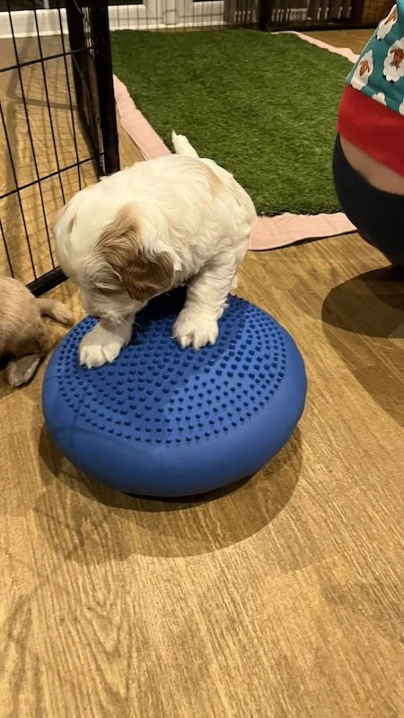 Goldendoodle puppy131.jpeg