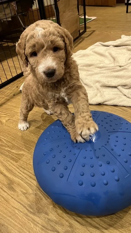 Goldendoodle puppy135.jpeg