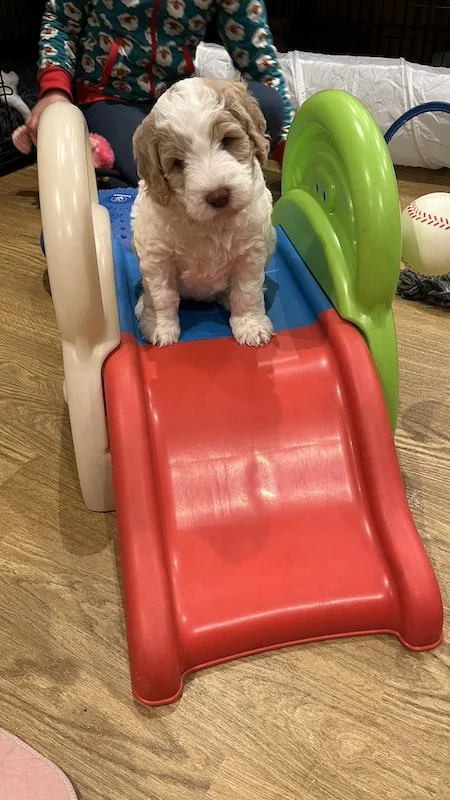 Goldendoodle puppy147.jpeg