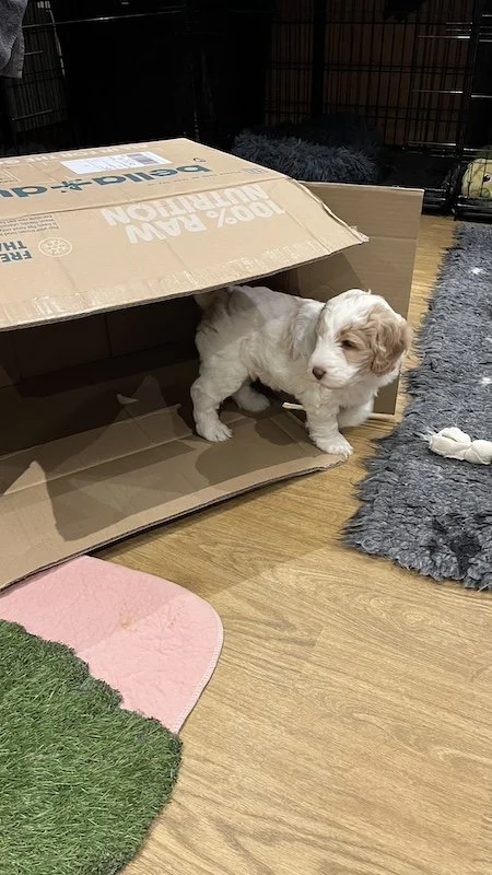 Goldendoodle puppy150.jpeg