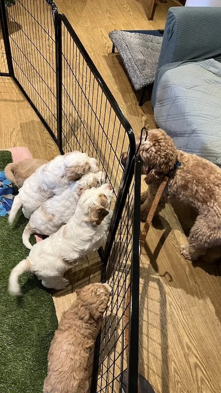 Goldendoodle puppy243.jpeg