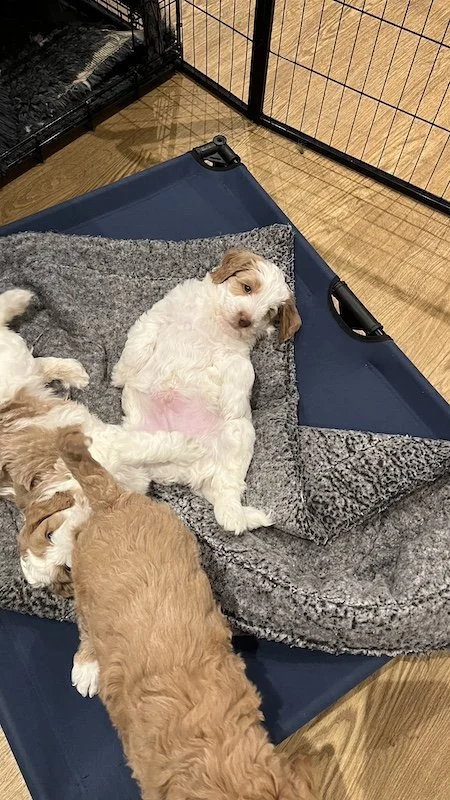 Goldendoodle puppy258.jpeg