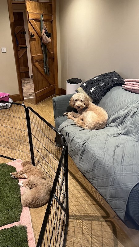 Goldendoodle puppy259.jpeg