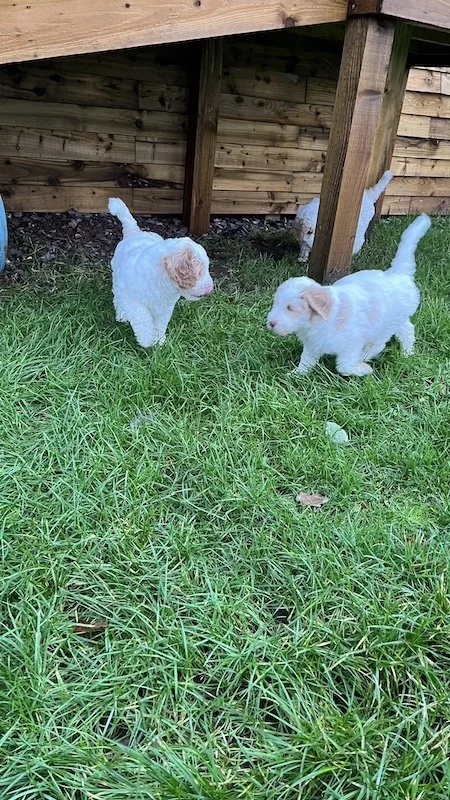 Goldendoodle puppy263.jpeg