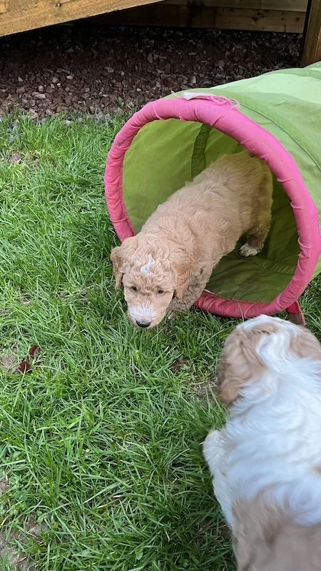 Goldendoodle puppy267.jpeg