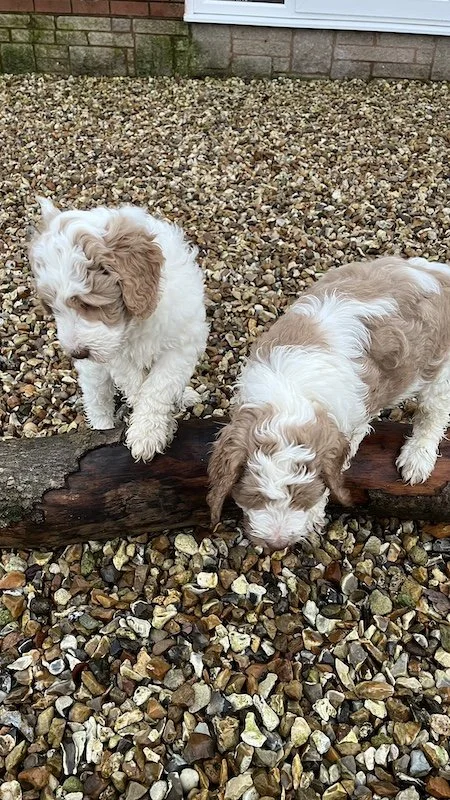 Goldendoodle puppy269.jpeg